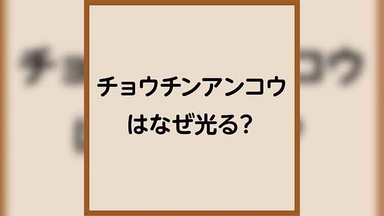 チョウチンアンコウはなぜ光る？